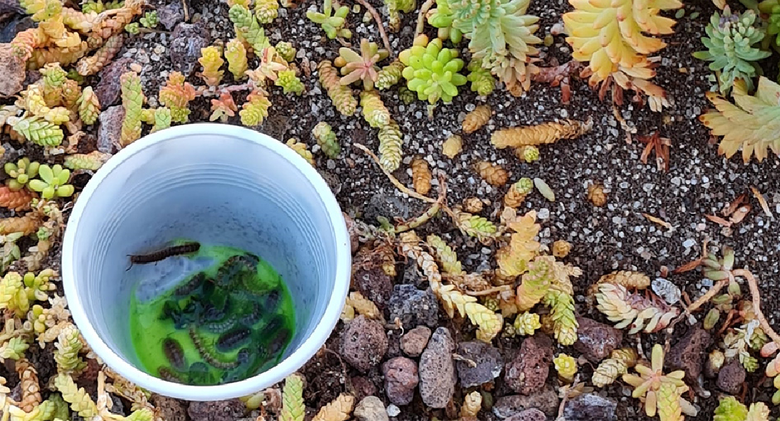 Soluciones naturales para incrementar la biodiversidad local en Solana de los Barros