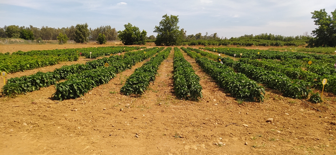 Cicytex recomienda ajustar las dosis de fertilización en el pimiento de industria