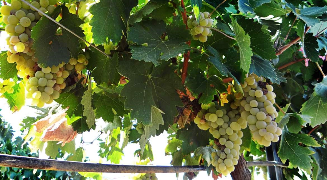Más de 2 millones de euros para la destilación de vino de crisis