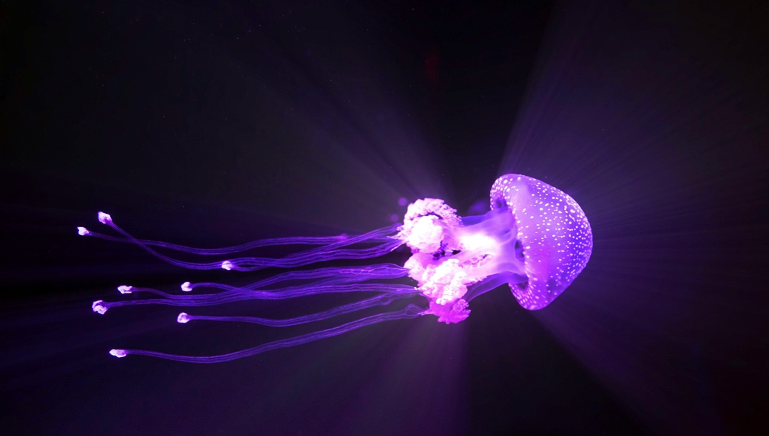 Más medusas en las playas este verano: ¿por qué?