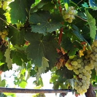 Más de 2 millones de euros para la destilación de vino de crisis