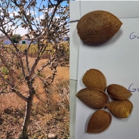 UPA tilda de catastrófica la cosecha de almendra: precios ruinosos y un 70% menos de producción