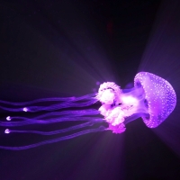 Más medusas en las playas este verano: ¿por qué?