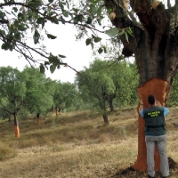 Investigados tres vecinos de Zahínos por robo de corcho