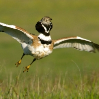 SEO/Birdlife: cada vez menos aves en Extremadura de esta especie en peligro de extinción