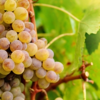 UPA-UCE solicita ayudas específicas para el sector del viñedo