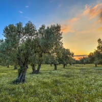 El paquete de ayudas del Ministerio excluye al olivar