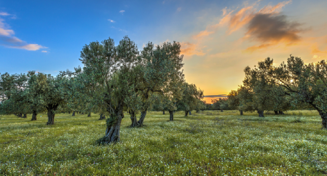 El paquete de ayudas del Ministerio excluye al olivar