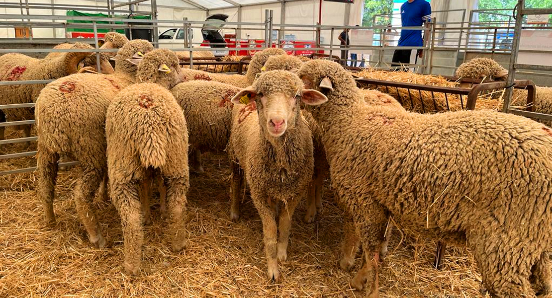 La Diputación de Badajoz estará presente un año más en la Feria Ganadera de Zafra