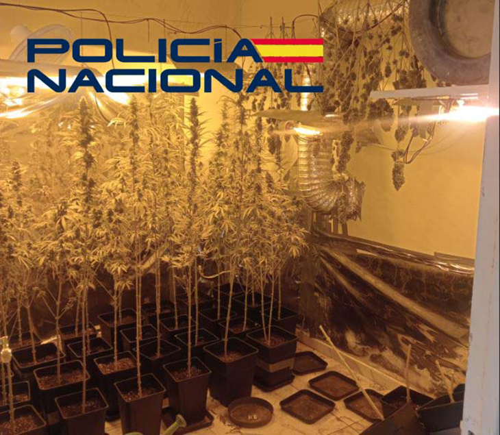 Detenido un joven de 24 años que mantenía una plantación de marihuana en Badajoz