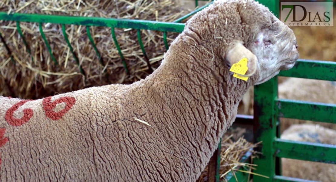 La Cocosa aporta 42 cabezas de pura raza merina a la Feria Ganadera de Zafra