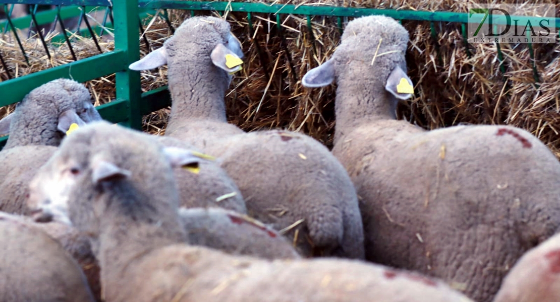 La Cocosa aporta 42 cabezas de pura raza merina a la Feria Ganadera de Zafra