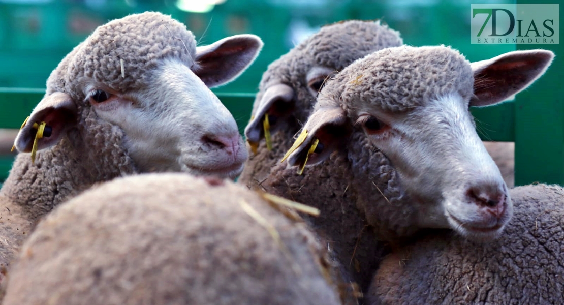 La Cocosa aporta 42 cabezas de pura raza merina a la Feria Ganadera de Zafra