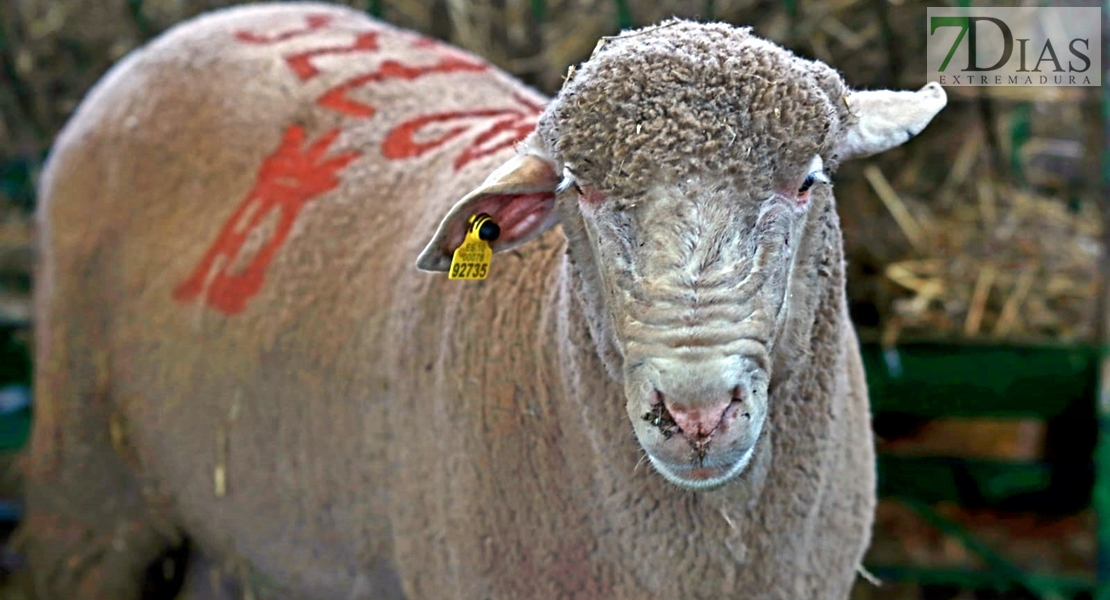 La Cocosa aporta 42 cabezas de pura raza merina a la Feria Ganadera de Zafra