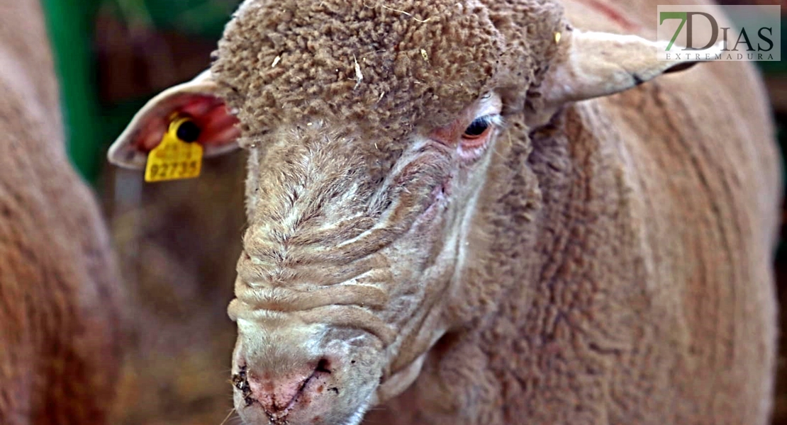 La Cocosa aporta 42 cabezas de pura raza merina a la Feria Ganadera de Zafra