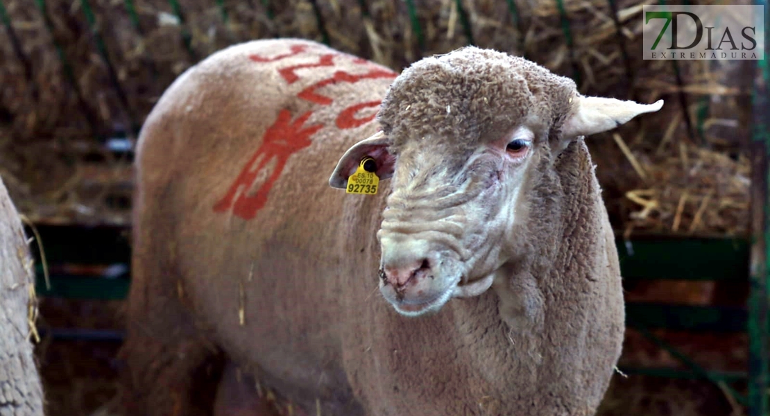 La Cocosa aporta 42 cabezas de pura raza merina a la Feria Ganadera de Zafra