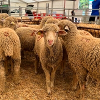 La Diputación de Badajoz estará presente un año más en la Feria Ganadera de Zafra