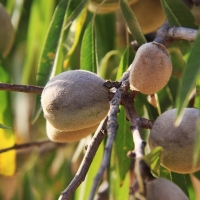 UPA denuncia un &quot;plan orquestado&quot; para acabar con el cultivo del almendro