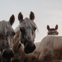 Confirmados tres casos del virus de la Fiebre del Nilo Occidente en caballos en Extremadura