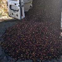 Extremadura intensifica las medidas para evitar los robos de aceitunas en el campo