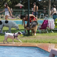 Mérida acoge la VI edición de ‘Patas al agua’ con estas mascotas como protagonistas