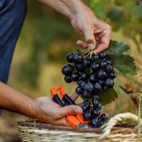 &quot;Se está vendiendo la uva con precios por debajo de costes por la presión de las bodegas&quot;