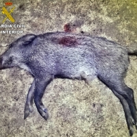 La Guardia Civil sorprende a tres cazadores furtivos en Extremadura