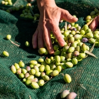Movilizaciones y piquetes por el precio de la recogida de la aceituna en Cáceres
