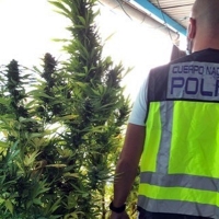 Intervienen diferentes tipos de marihuana en un domicilio de Badajoz