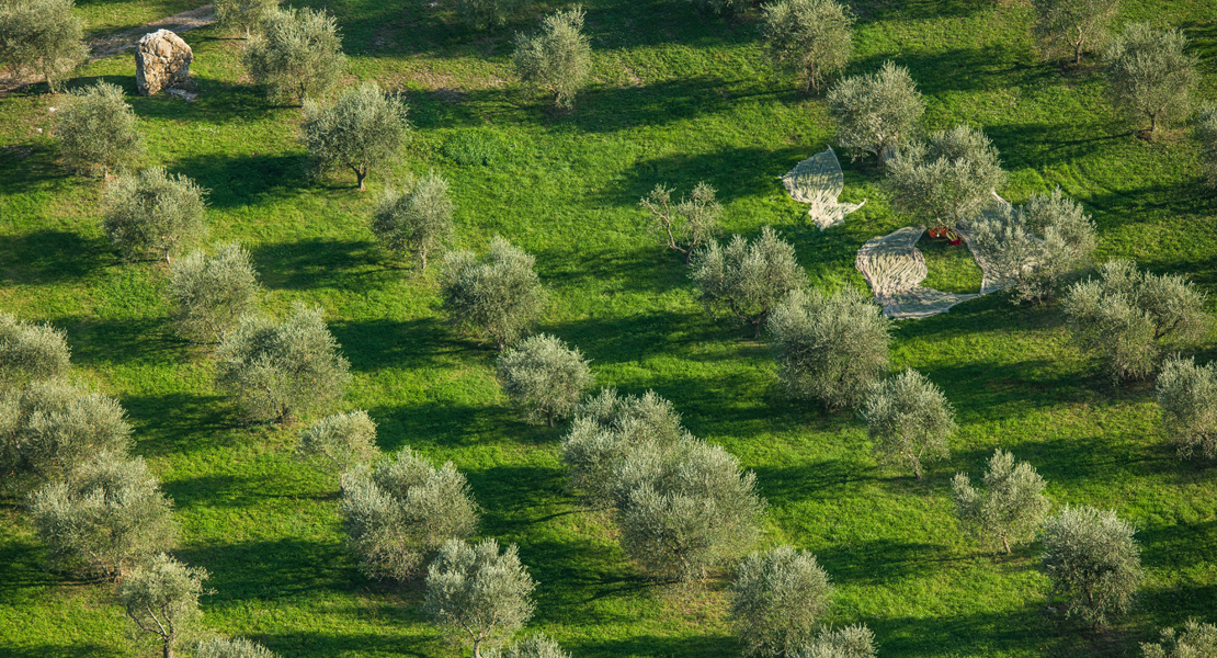 La Junta se compromete a tomar medidas para frenar los robos que se producen en el campo La Junta se compromete a tomar medidas para frenar los robos que se producen en el campo