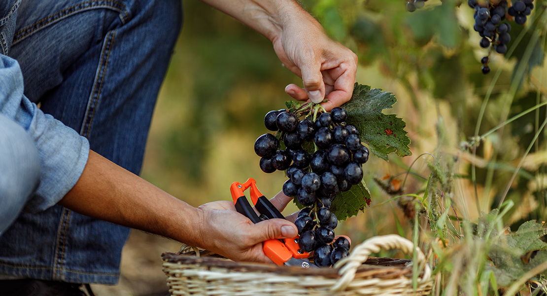 &quot;Se está vendiendo la uva con precios por debajo de costes por la presión de las bodegas&quot;