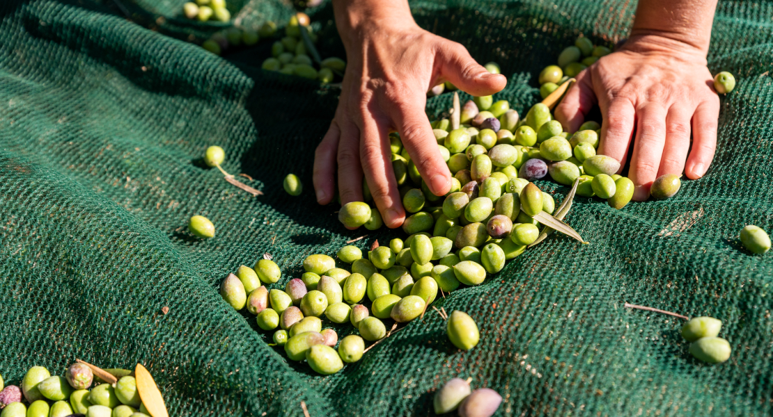 Movilizaciones y piquetes por el precio de la recogida de la aceituna en Cáceres