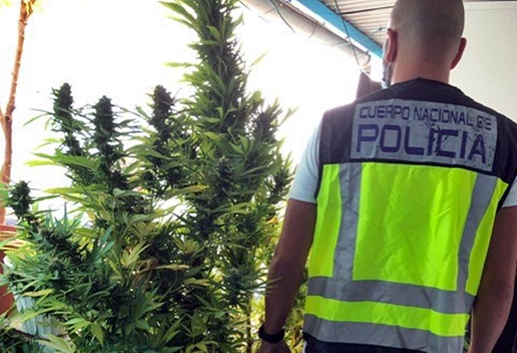 Intervienen diferentes tipos de marihuana en un domicilio de Badajoz