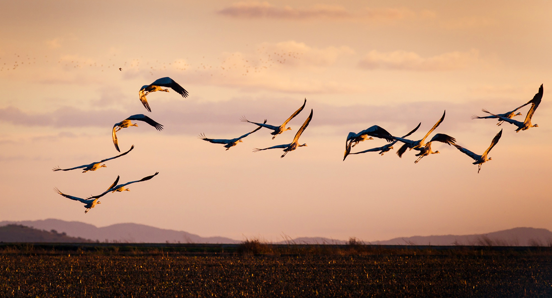 “La reproducción de aves en suelos agrícolas peligra”