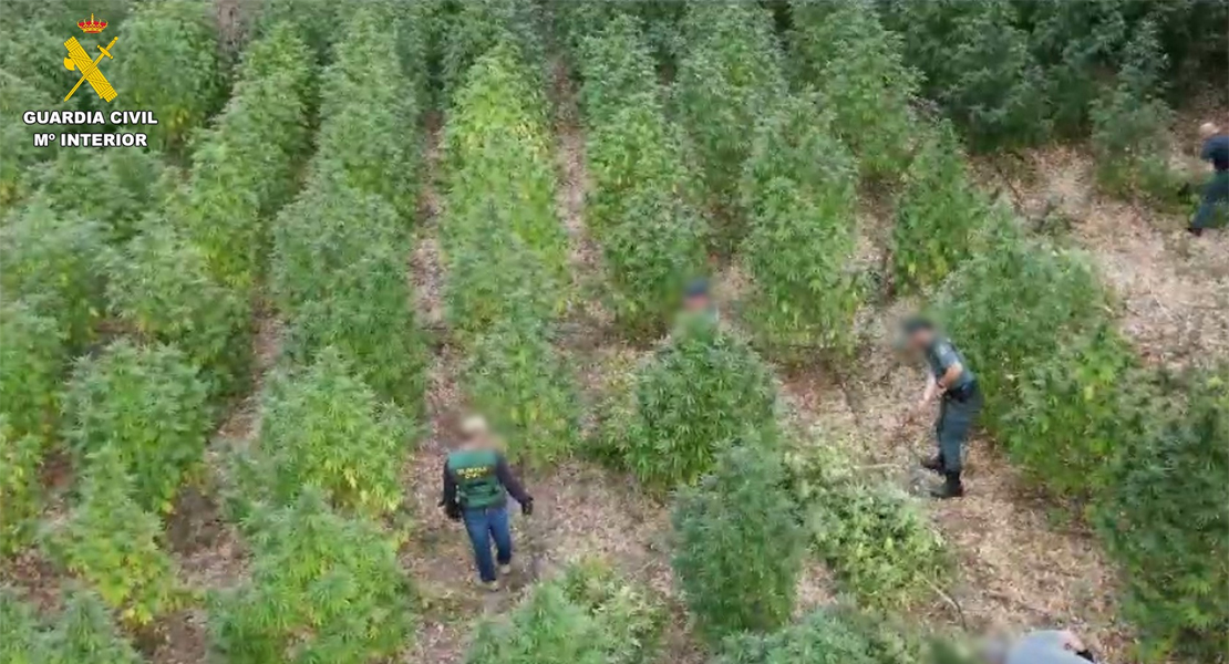Descubren una plantación de marihuana en una isleta del rio Guadiana