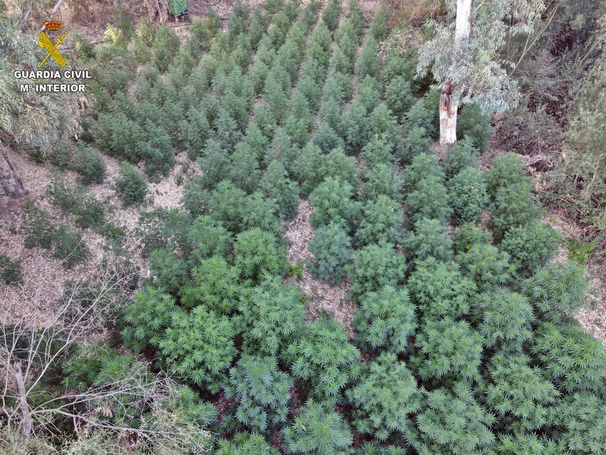 Descubren una plantación de marihuana en una isleta del rio Guadiana
