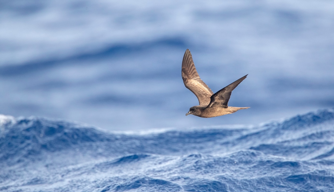 SEO/BirdLife muestra ocho aves migratorias y sus rutas a África y Europa
