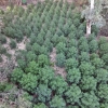 Descubren una plantación de marihuana en una isleta del rio Guadiana