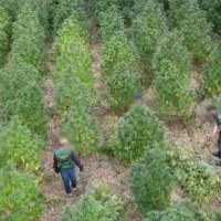 Descubren una plantación de marihuana en una isleta del río Guadiana