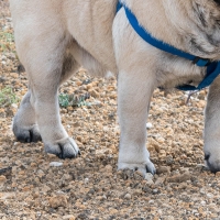 Solicitan el reconocimiento del grado de discapacidad de un &quot;animal sintiente&quot;