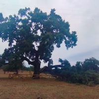 Triste noticia para uno de los árboles más antiguos de Extremadura