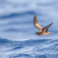 SEO/BirdLife muestra ocho aves migratorias y sus rutas a África y Europa