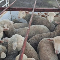 Detenidos tres individuos por robo y maltrato animal en Extremadura