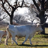 Más de 1,2 M€ para fomentar la cría de raza autóctona en Extremadura