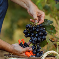 Comienza el plazo de suscripción del seguro de uva de vino