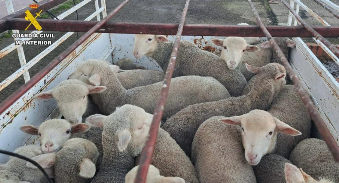 Detenidos tres individuos por robo y maltrato animal en Extremadura