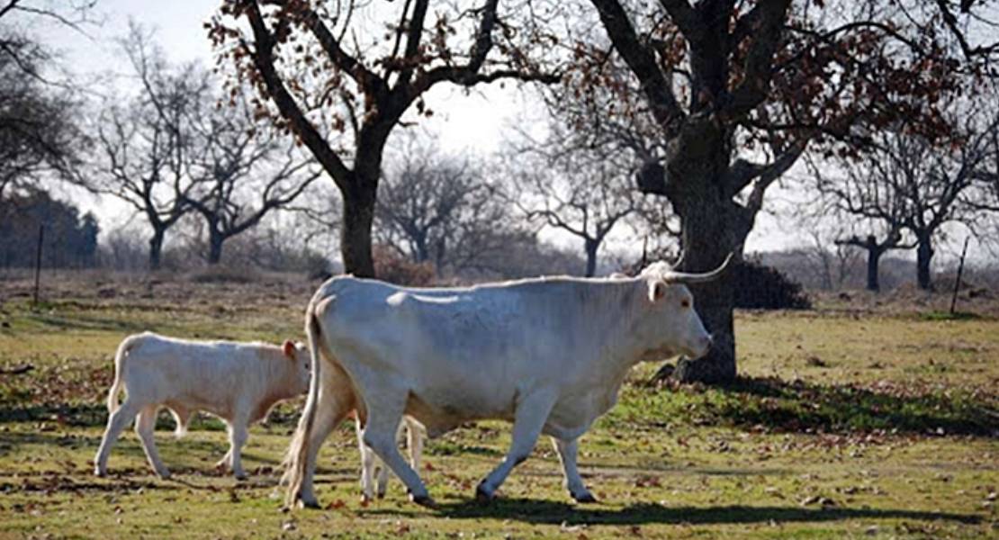 Más de 1,2 M€ para fomentar la cría de raza autóctona en Extremadura
