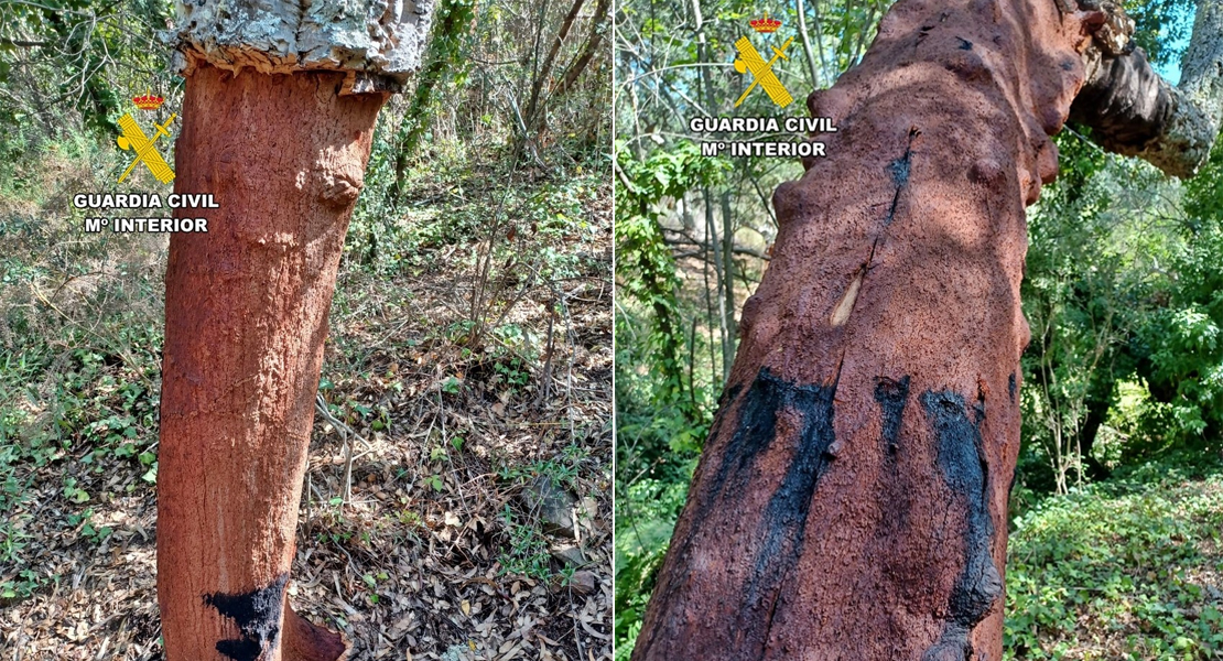 Dos vecinos de San Vicente investigados por robar más de 2.000 kg de corcho