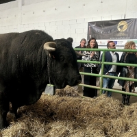 Continúan los trabajos para acabar con la Tuberculosis Bovina