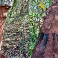 Investigan a dos vecinos de San Vicente por el robo de más de 2.000 kg de corcho